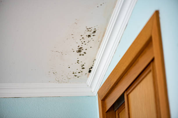 Professional Mold Removal in Vivian, LA
