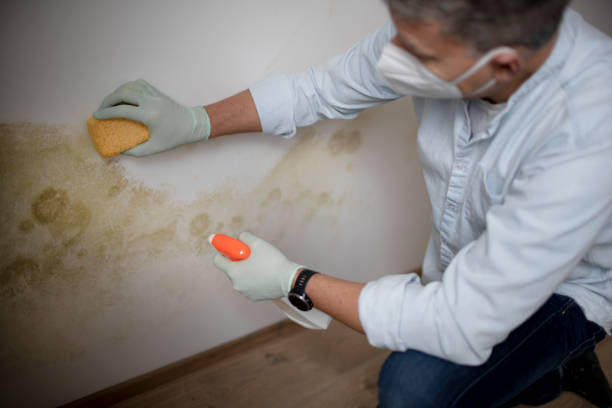 Best Attic Mold Removal  in Vivian, LA