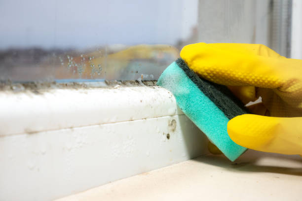 Best Mold Damage Repair  in Vivian, LA