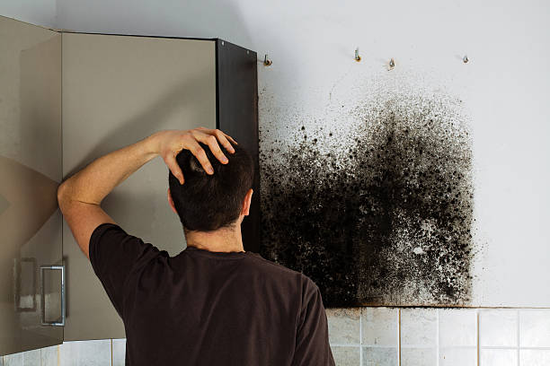 Best Residential Mold Removal  in Vivian, LA