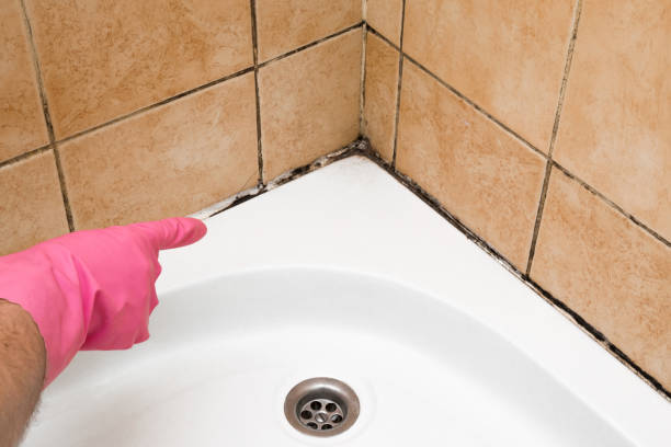 Best Black Mold Removal  in Vivian, LA