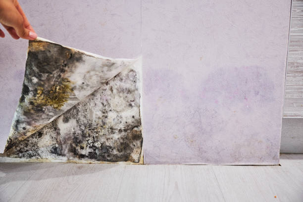 Best Office Mold Removal Services  in Vivian, LA